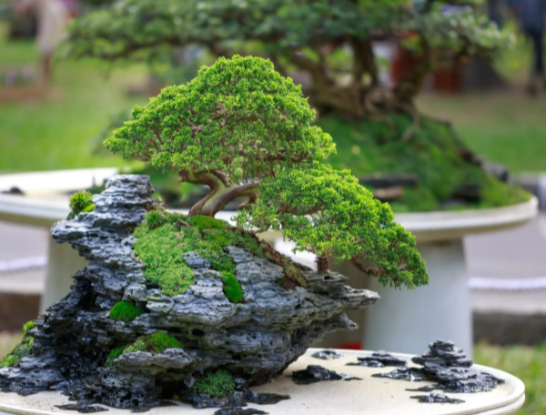 Why Source Matters: The Truth About Bonsai Tree Quality