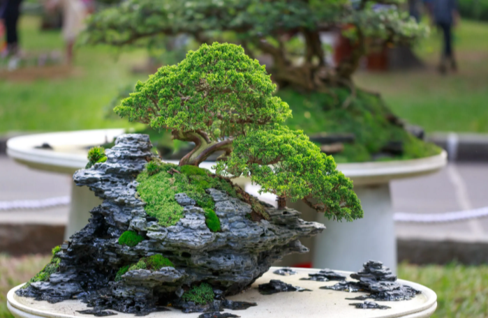 Why Source Matters: The Truth About Bonsai Tree Quality